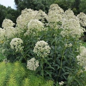 Eupatorium fistulosum f. albidum Ivory Towers - Sédkender