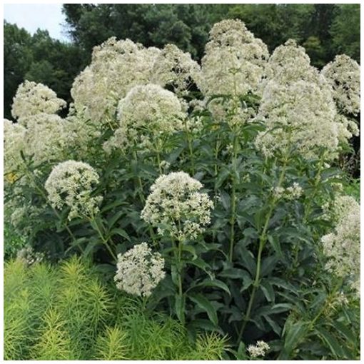 Eupatorium fistulosum f. albidum Ivory Towers - Sédkender