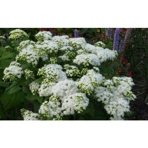 Eupatorium rugosum Lucky Melody - Sédkender