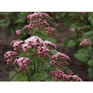 Eupatorium rugosum Lucky Symphony - Fehér sédkender