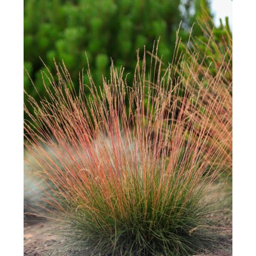 Festuca glauca Sunrise - Csenkesz