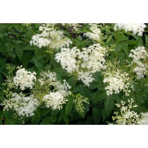 Filipendula purpurea Alba - Legyezőfű