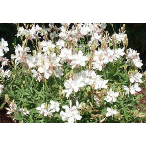 Gaura lindheimeri Geyser White - Díszgyertya