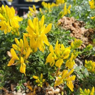 Rekettye (Genista)