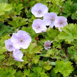 Geranium Lilac Ice - Gólyaorr