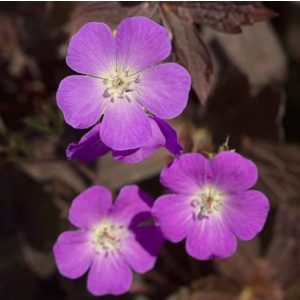 Geranium maculatum Stormy Night - Gólyaorr