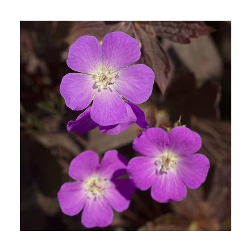 Geranium maculatum Stormy Night - Gólyaorr