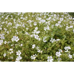 Geranium oxonianum Ankums White - Gólyaorr