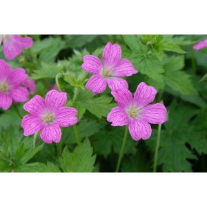 Geranium oxonianum Koenigshof - Gólyaorr