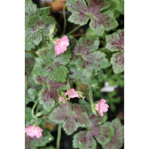 Geranium oxonianum Tic Tac - Gólyaorr