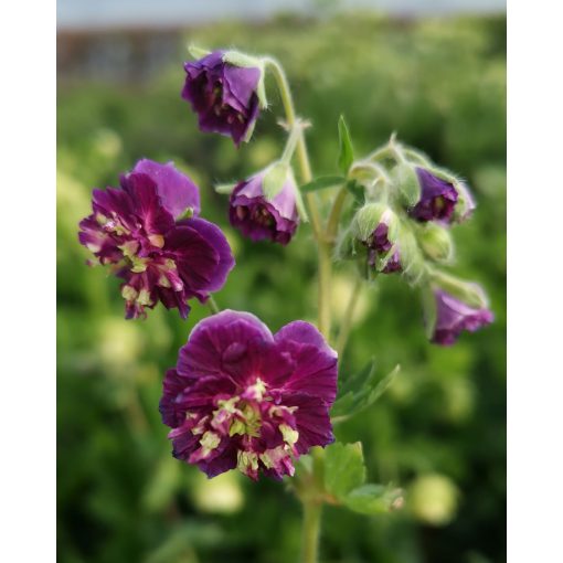 Geranium phaeum Joseph Green - Gólyaorr