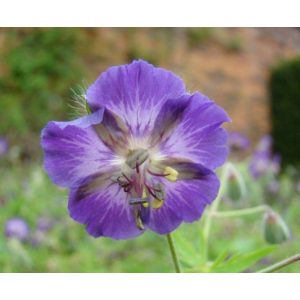 Geranium phaeum Klepper - Gólyaorr