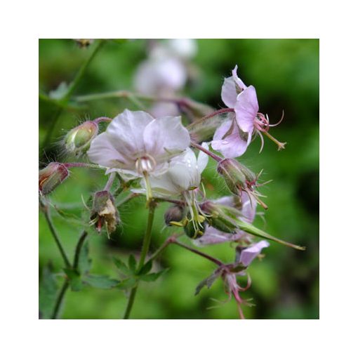 Geranium phaeum Misty Samobor - Gólyaorr