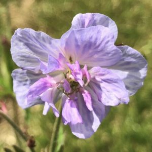 Geranium pratense Cloud Nine - Gólyaorr