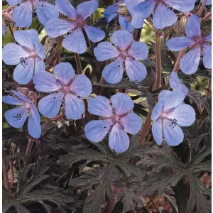 Geranium pratense Hocus Pocus - Gólyaorr