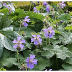 Geranium renardii Zutterlund - Gólyaorr