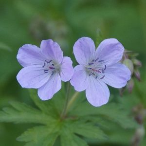 Geranium sylvaticum Ice Blue - Gólyaorr