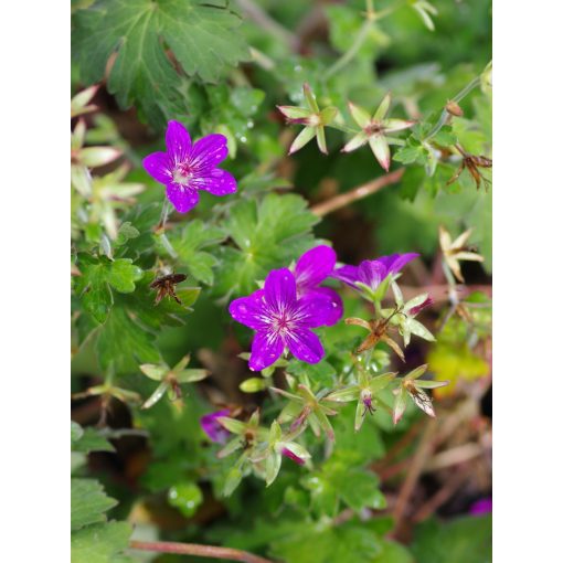 Geranium wlassovianum Lakwijk Star - Gólyaorr