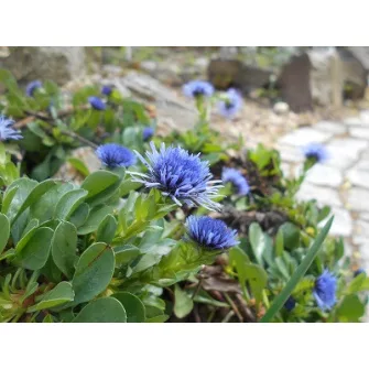 Gubóvirág (Globularia)