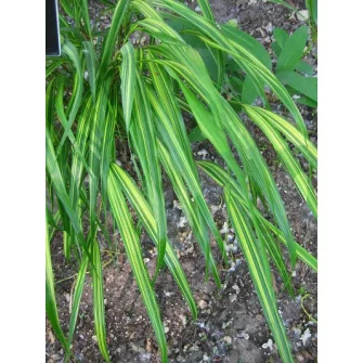 Szálkafű (Hakonechloa)