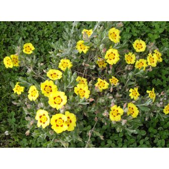 Sziklarózsa (Halimium)