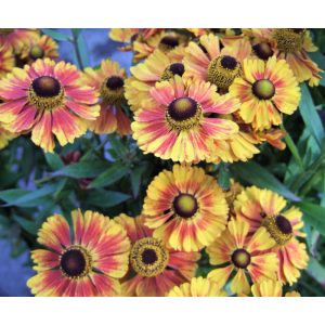 Helenium Peach Sundae - Napfényvirág