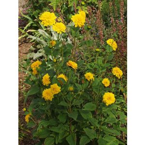   Helianthus decapetalus Loddon Gold - Sokvirágú dísznapraforgó