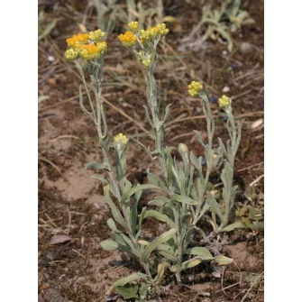 Szalmagyopár (Helichrysum)