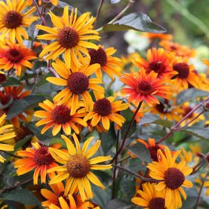   Heliopsis helianthoides Bleeding Hearts - Érdes napszemvirág