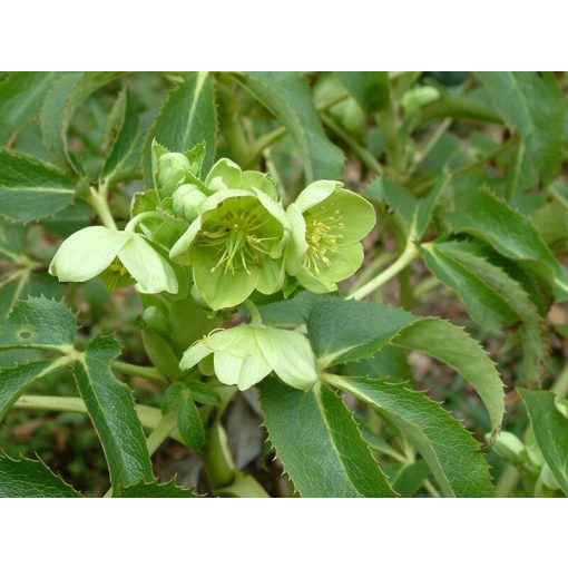 Helleborus argutifolius Green Dwarf - Hunyor