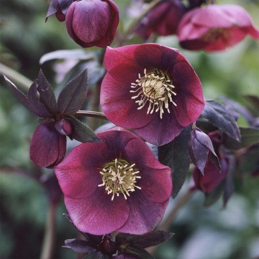 Helleborus orientalis Single Red Dark Leaves - Hunyor