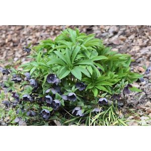 Helleborus orientalis Slaty Blue - Hunyor