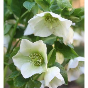 Helleborus orientalis White Lady - Hunyor