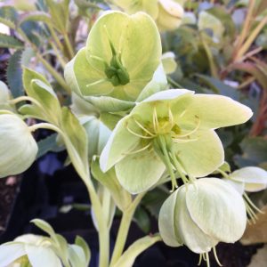 Helleborus sternii Emerald Green - Hunyor