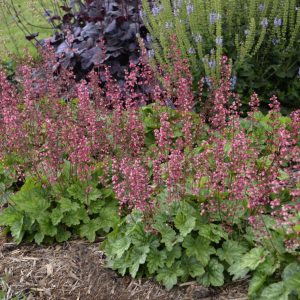 Heuchera Berry Timeless - Tűzgyöngyvirág