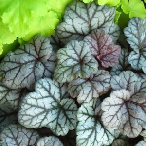 Heuchera Cinnabar Silver - Tűzgyöngyvirág