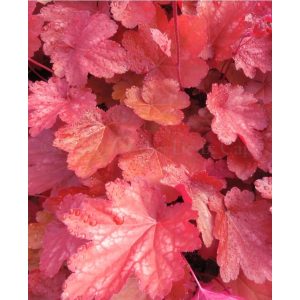 Heuchera Coral Sea - Tűzgyöngyvirág