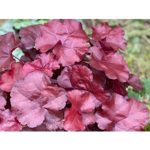 Heuchera Happy Ruby - Tűzgyöngyvirág