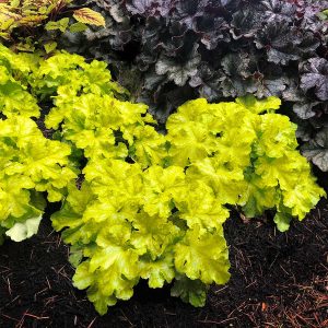 Heuchera Lemon Supreme - Tűzgyöngyvirág