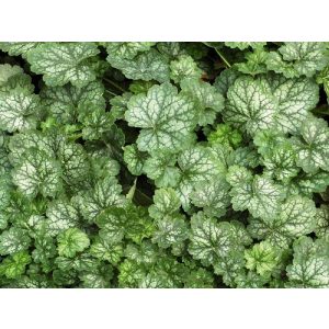 Heuchera Peppermint - Tűzgyöngyvirág