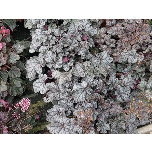 Heuchera Rex Silver - Tűzgyöngyvirág