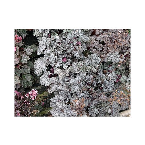 Heuchera Rex Silver - Tűzgyöngyvirág