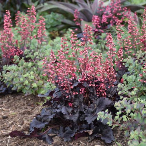 Heuchera Timeles Night - Tűzgyöngyvirág