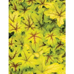 Heucherella Art Tropico - Turbáncső