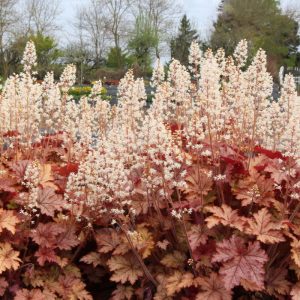 Heucherella Honey Rose - Turbáncső