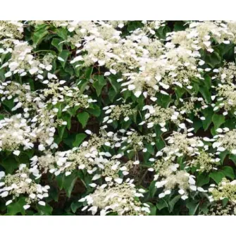 Hortenzia (Hydrangea)