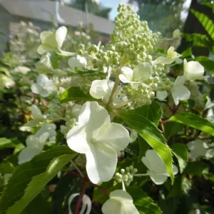 Hydrangea paniculata Kyushu - Bugás hortenzia