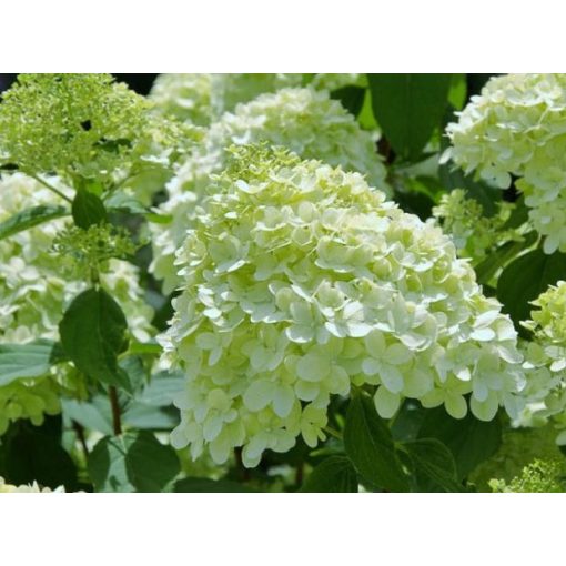 Hydrangea paniculata Limelight - Bugás hortenzia