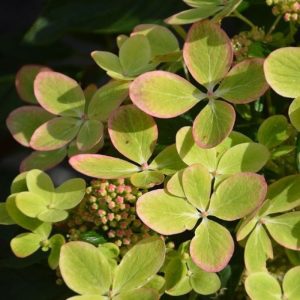 Hydrangea paniculata Pastel Green - Bugás hortenzia