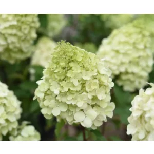 Hydrangea paniculata Polar Bear - Bugás hortenzia